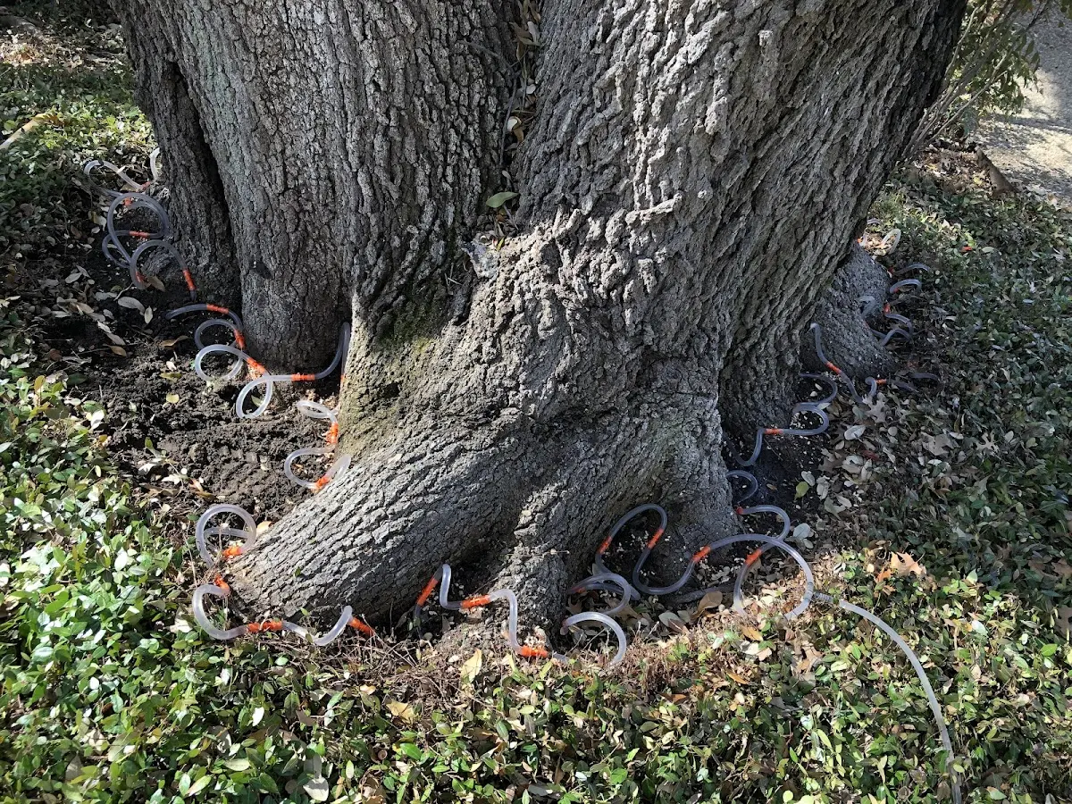 Detailed Tree Cabling and Bracing job site in Seven Mile
